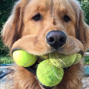 Meet your Posher, Billy